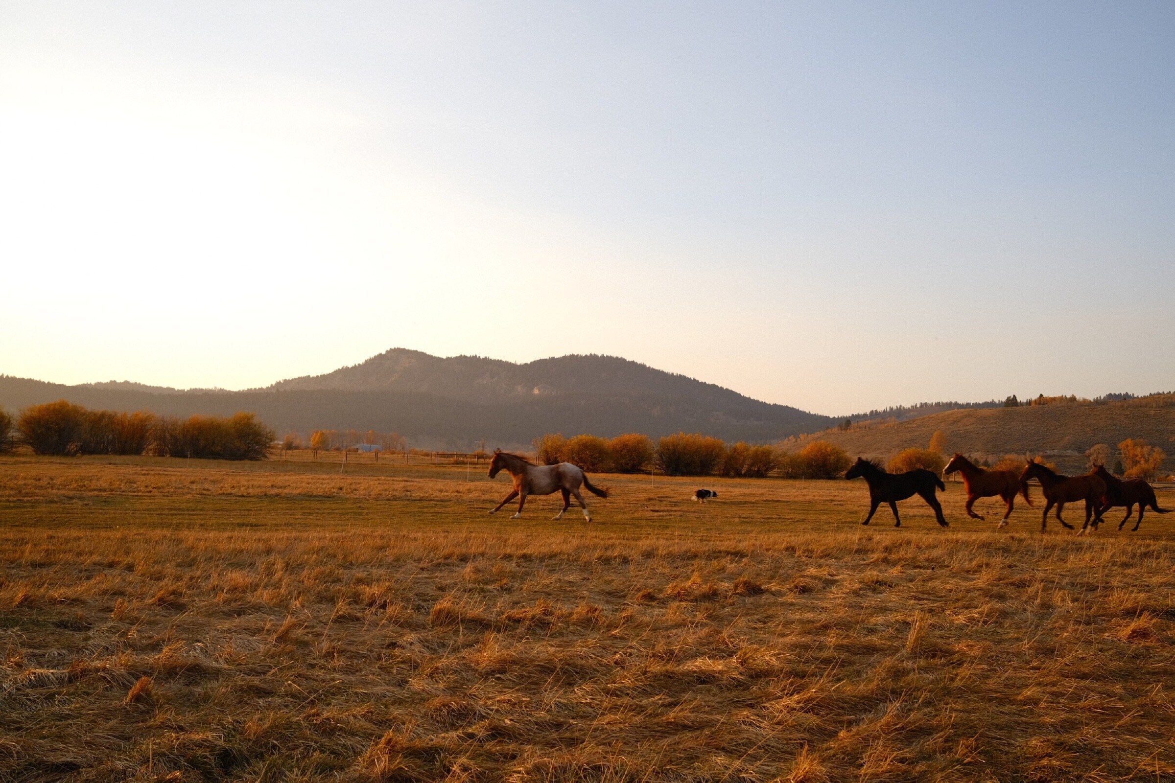 Horses running across a golden pasture below the mountains at dusk